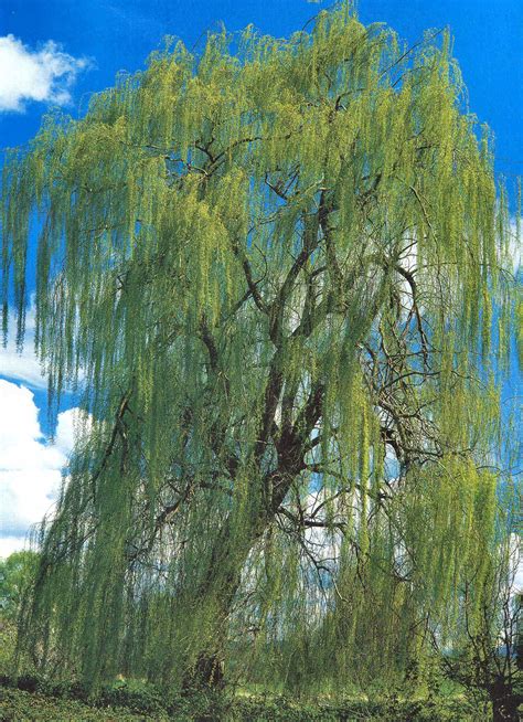 Weeping Willow, Multnomah County, Oregon Weeping Willow, Willow Tree, Flowering Shrubs, Tree ...