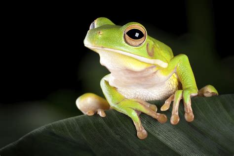 Amphibians List For Kids