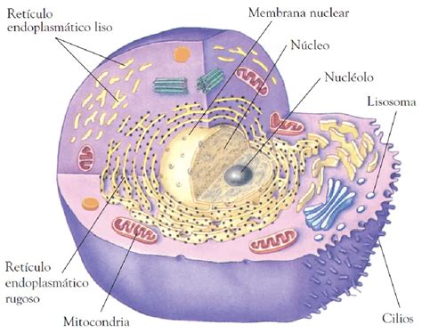 ¿Qué es la mitocondria y cuáles son sus funciones? - Como Funciona Que