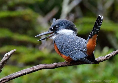 Wildlife of Patagonia Chile and Argentina - atacamaphoto