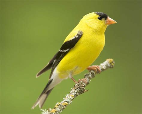 The Bright and Beautiful American Goldfinch - Sigloxxi