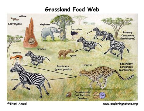 African Grassland Food Web Puppet Show (Pre-K- Grade 2)