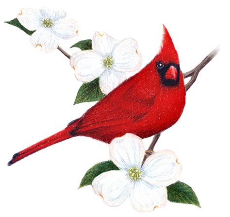 virginia bird | Virginia State Bird and Flower: Cardinal / Cardinalis cardinalis ... | Bird ...