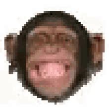 Chimp GIFs | Tenor