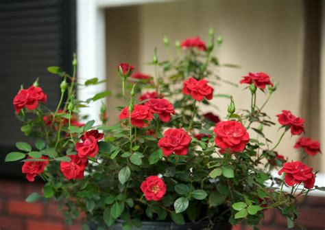 Sunrosa™ Red Shrub Rose, Rosa x 'ZARSBJOH' PP #24,314, Monrovia Plant