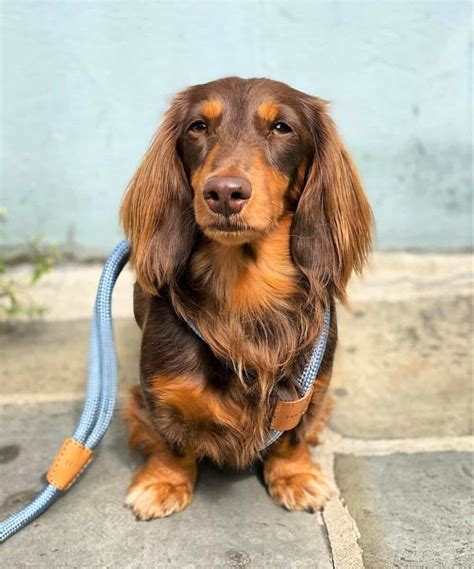 Long-Haired Miniature Dachshund: The Ultimate Purebred Icon