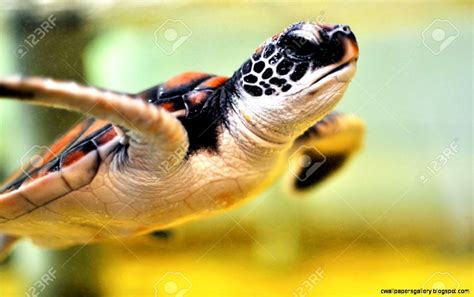 Baby Sea Turtles In The Water | Wallpapers Gallery