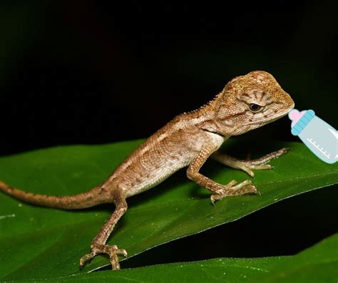 What Do Baby Lizards Eat? Easy List!