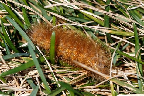 Spilosoma virginica (Virginia tiger moth) caterpillar | Flickr