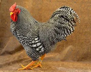 The Dominique Chicken: Everything You Need To Know About America’s Oldest Chicken Breed ...