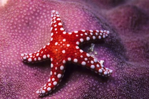 How Starfish See With Eye Spots