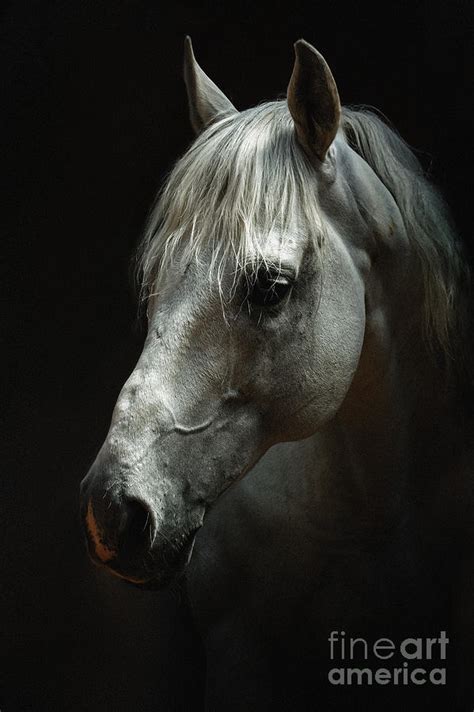 White Horse Portrait Photograph by Dimitar Hristov