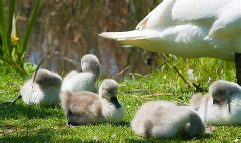 Cygnets Swan Cygnet - Free photo on Pixabay - Pixabay