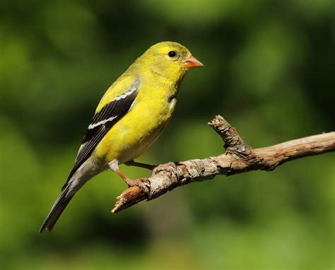 New Jersey state bird out and about as spring warms up