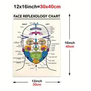 Facial Muscles Anatomy Poster Face Anatomy Facial Fat Pad - Temu South Africa