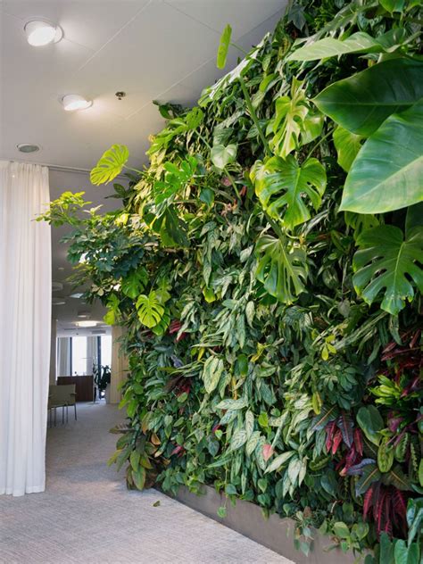 Plants For An Indoor Wall: Houseplants For Indoor Vertical Gardens