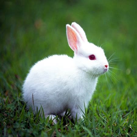 Types Of Rabbits Around The World ~ Pets Care