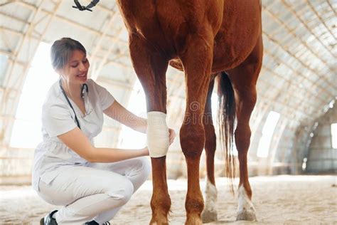 Bandaging Wounds on the Knee. Female Doctor in White Coat is with Horse on a Stable Stock Photo ...