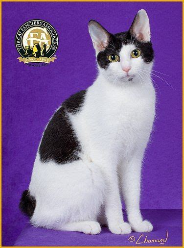 GC, NW Benhana Hannah, Black & White Female Shorthair Japanese Bobtail ...