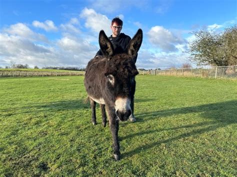 Donkeys: Life-saving for Leeds Man | Leeds Living