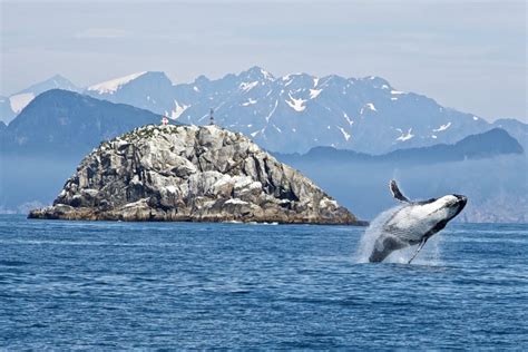 Sailing expedition and Whale safari on Vesterålen | SeaWind Adventures