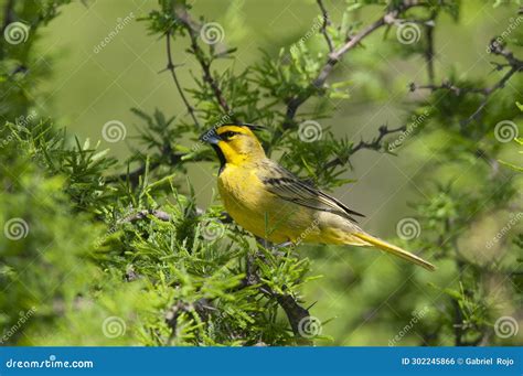 Yellow Cardinal, Gubernatrix Cristata, Endangered Species Stock Photo ...