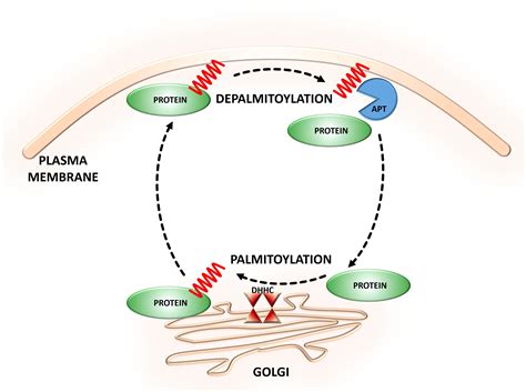 Frontiers | Insights Into Protein S-Palmitoylation in Synaptic ...