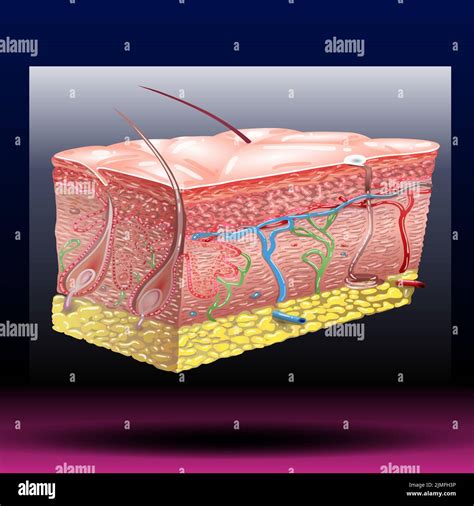 Skin anatomy. Human normal skin dermis epidermis adipose layers recent vector biological ...