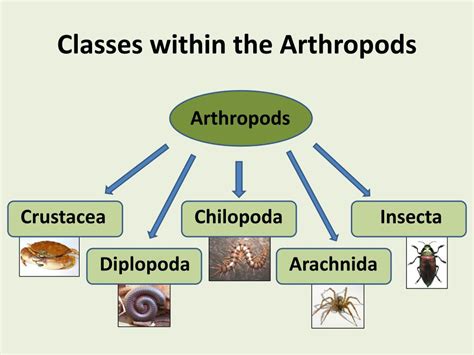 Classes Of Arthropods And Characteristics