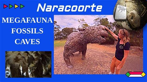 Naracoorte Caves - Megafauna/fossils/caves - YouTube