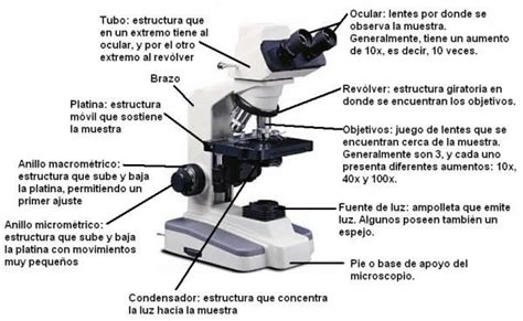 Las partes de un microscopio y su uso | Study organization, Biology, Medicine