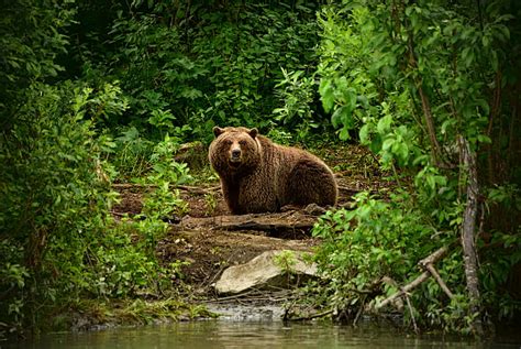 Osos, oso, oso pardo, bosque, mirada fija, Fondo de pantalla HD ...