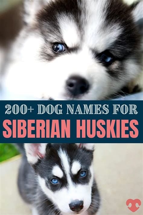 Siberian husky dog names 200 different male female names – Artofit