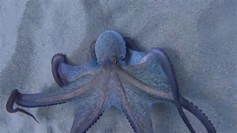 Octopus changes colour while swimming. Watch captivating video | Trending - Hindustan Times