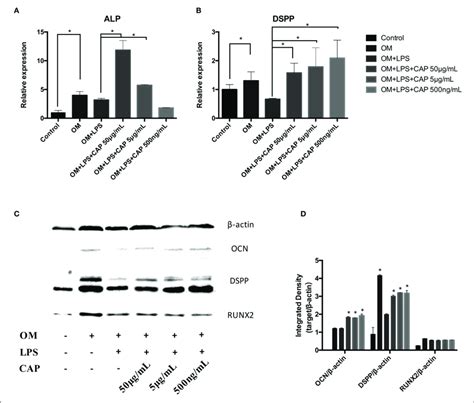 | Quantitative PCR analysis of the odontoblast differentiation markers... | Download Scientific ...