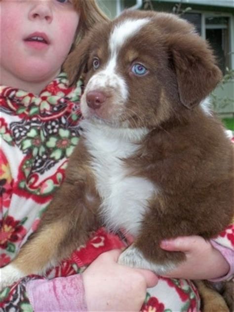 Border Aussie Mix Puppies