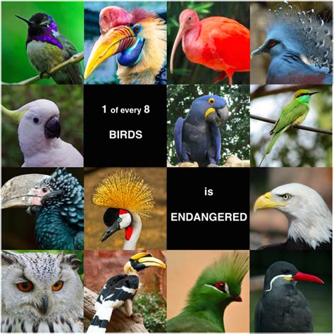 Did you know that 1 of every 8 birds is endangered? - SAVING ENDANGERED ...