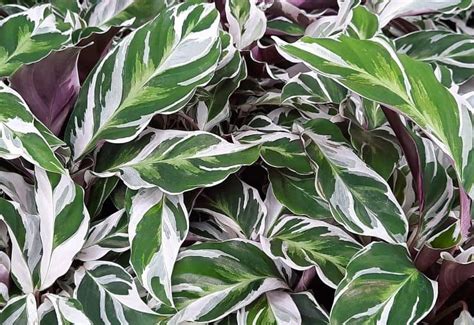 Calathea White Fusion Care Guide | Plant - Grow - Propagate