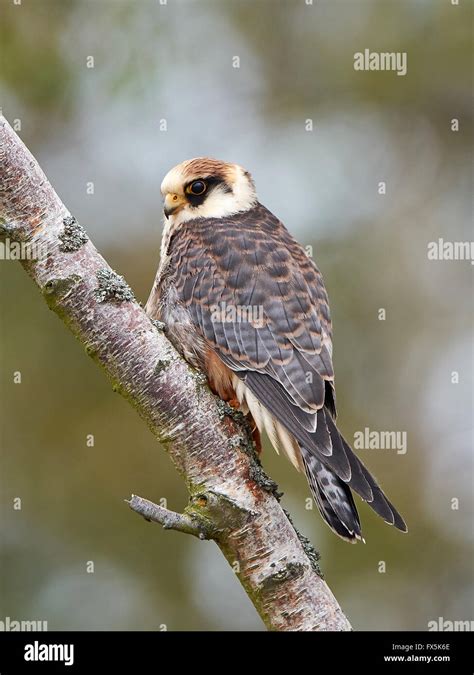 Red footed falcon resting on a branch in its habitat Stock Photo - Alamy