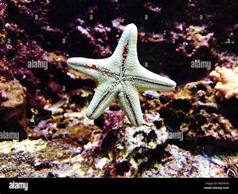 Starfish underwater hi-res stock photography and images - Alamy