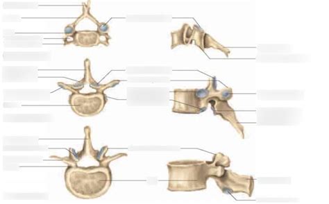 msk anatomy Diagram | Quizlet