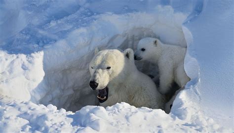 Female polar bear and her spring cubs looking out of their den at ...