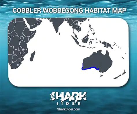 Cobbler Wobbegong – Facts, Size, Diet, Pictures