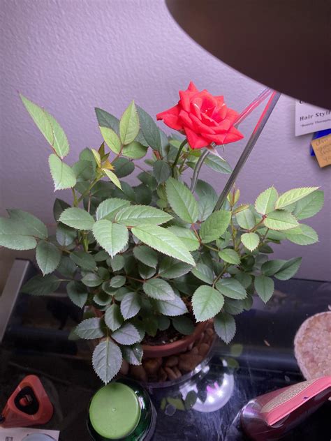 An update on my indoor miniature rose : r/Roses