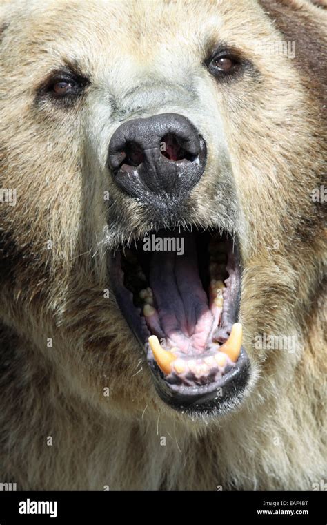 Grizzly bear eyes hi-res stock photography and images - Alamy