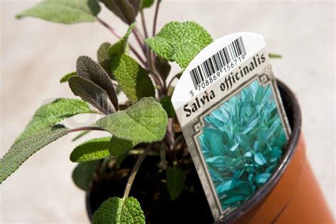 Sage plant on a pot | Stock image | Colourbox