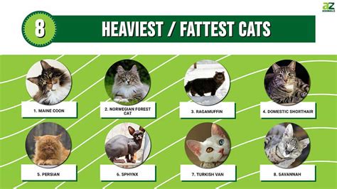 Top 8 Heaviest / Fattest Cats - A-Z Animals