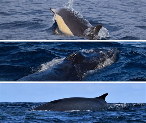 Whale watching in February - Azores Whales