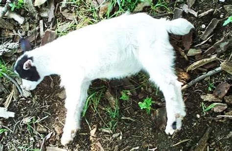 Fainting Goat - Description, Habitat, Image, Diet, and Interesting Facts