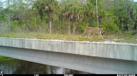 Wildlife Crossings Needed to Protect Panthers